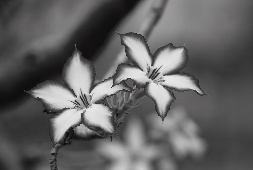 Impala Lily Villa Marloth Park Luaran gambar